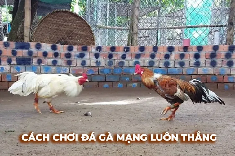Chinh Phục Đấu Trường Đá Gà Sabong Tại Bongx9 Nhận Thưởng Cực Kỳ Hấp Dẫn